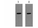 Strep-Tag Monoclonal Antibody