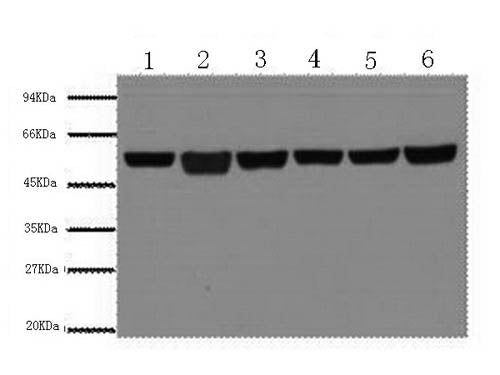 Beta Tubulin Monoclonal Antibody Store at -20°C Host Mouse