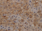 Alpha Tubulin Monoclonal Antibody