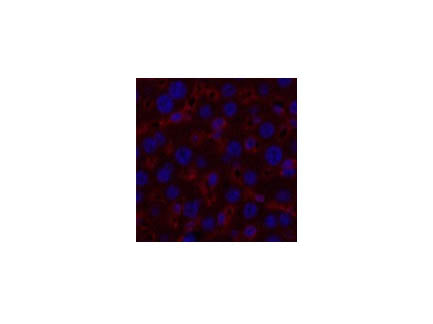 Alpha Tubulin Monoclonal Antibody
