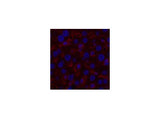 Alpha Tubulin Monoclonal Antibody
