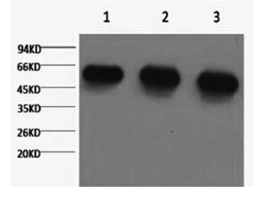 Alpha Tubulin Monoclonal Antibody