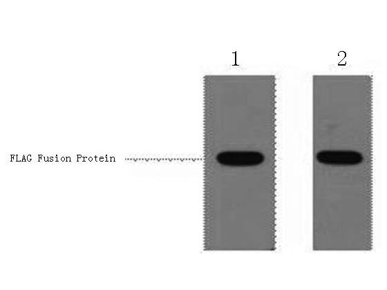 Flag-Tag Polyclonal Antibody