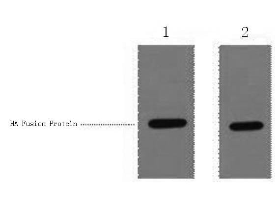 HA-Tag Polyclonal Antibody
