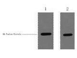 HA-Tag Polyclonal Antibody