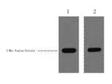 Myc-Tag Polyclonal Antibody