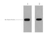 His-Tag Polyclonal Antibody