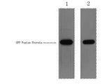 GFP-Tag Polyclonal Antibody