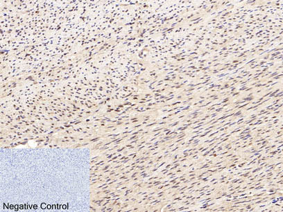 Lamin B1 Monoclonal Antibody