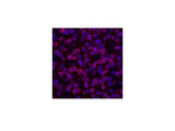 Lamin B1 Monoclonal Antibody