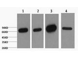 Lamin B1 Monoclonal Antibody