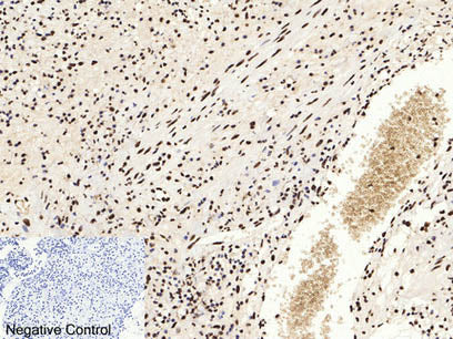 Acetyl-Histone H3 (Lys9) Polyclonal Antibody
