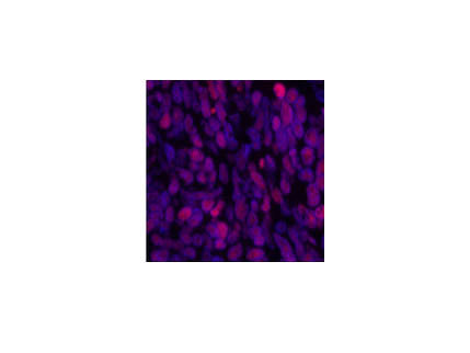 Acetyl-Histone H3 (Lys9) Polyclonal Antibody