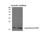 Acetyl-Histone H3 (Lys9) Polyclonal Antibody