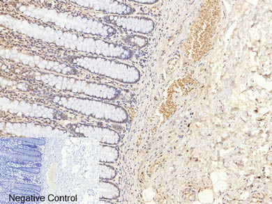 Phospho-Pan-Akt (Ser473) Polyclonal Antibody
