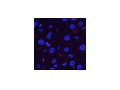 Phospho-Pan-Akt (Ser473) Polyclonal Antibody