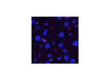 Phospho-Pan-Akt (Ser473) Polyclonal Antibody