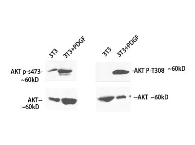 Phospho-Pan-Akt (Ser473) Polyclonal Antibody