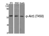 Phospho-AKT1 (Thr450) Polyclonal Antibody