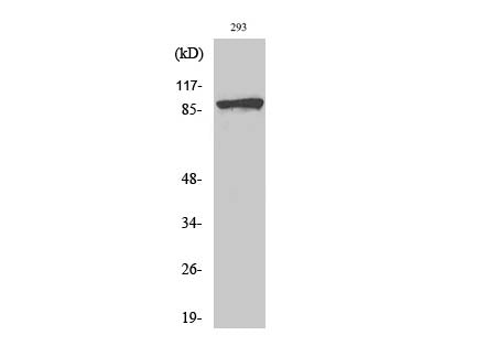 Phospho-Catenin Beta (Ser37) Polyclonal Antibody