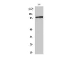 Phospho-Catenin Beta (Ser37) Polyclonal Antibody