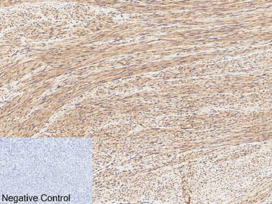 Phospho-CREB1 (Ser133) Polyclonal Antibody