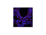 Phospho-CREB1 (Ser133) Polyclonal Antibody
