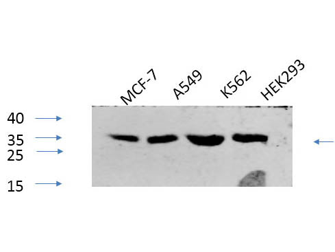 Phospho-CREB1 (Ser133) Polyclonal Antibody