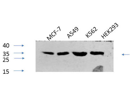 Phospho-CREB1 (Ser133) Polyclonal Antibody