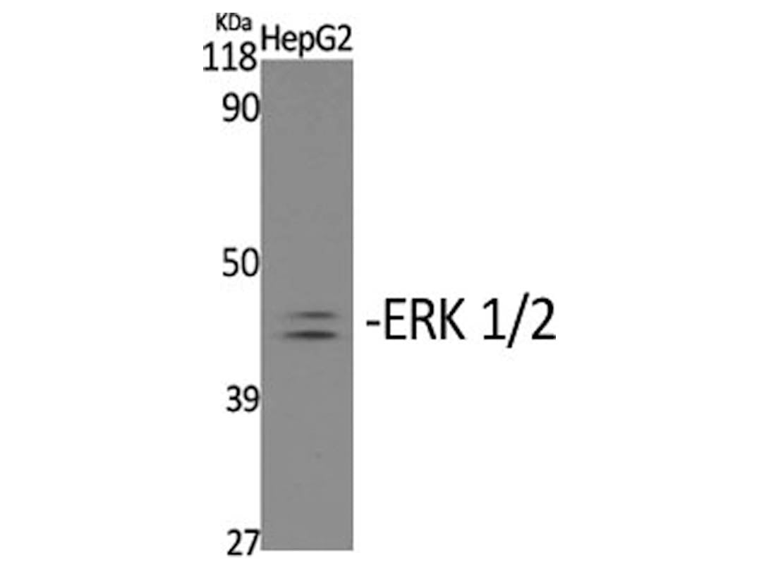 Phospho-ERK 1/2 (Tyr204) Polyclonal Antibody