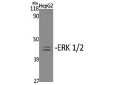 Phospho-ERK 1/2 (Tyr204) Polyclonal Antibody