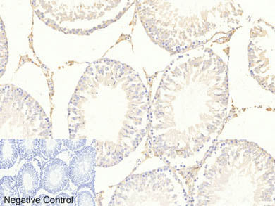 Phospho-FOXO3 (Ser253) Polyclonal Antibody