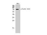 Phospho-FOXO3 (Ser253) Polyclonal Antibody