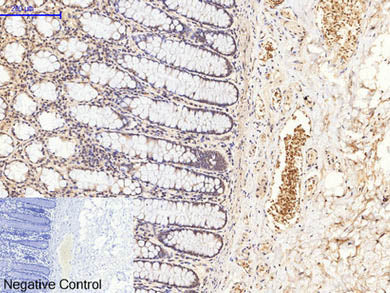 Phospho-GSK3 Beta (Ser9) Polyclonal Antibody