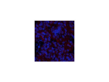Phospho-GSK3 Beta (Ser9) Polyclonal Antibody