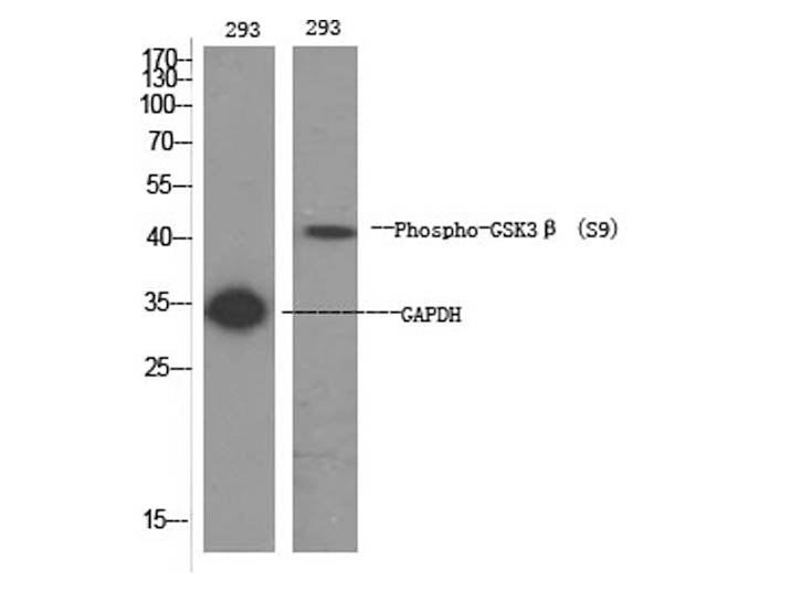 Phospho-GSK3 Beta (Ser9) Polyclonal Antibody