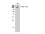Phospho-HDAC5 (Ser498) Polyclonal Antibody