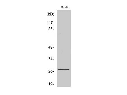 Phospho-HSP27 (Ser82) Polyclonal Antibody