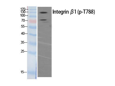 Phospho-ITGB1 (Thr788) Polyclonal Antibody