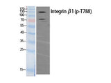 Phospho-ITGB1 (Thr788) Polyclonal Antibody