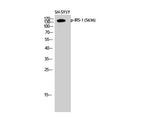 Phospho-IRS1 (Ser636) Polyclonal Antibody