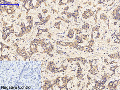 Phospho-JAK1 (Tyr1022) Polyclonal Antibody