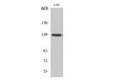 Phospho-JAK1 (Tyr1022) Polyclonal Antibody