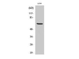 Phospho-p70 S6 Kinase Alpha (Ser447) Polyclonal Antibody