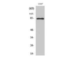 Phospho-STAT1 (Tyr701) Polyclonal Antibody