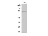 Phospho-STAT4 (Tyr693) Polyclonal Antibody