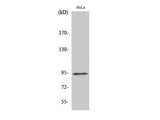 Phospho-STAT6 (Tyr641) Polyclonal Antibody