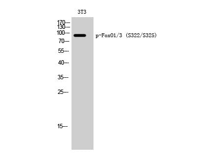Phospho-FOXO1/3 (Ser322/S325) Polyclonal Antibody