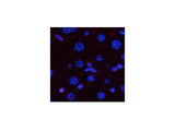 Phospho-P38 (Thr180/Tyr182) Polyclonal Antibody
