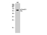 Phospho-SMAD2/3 (Thr8) Polyclonal Antibody